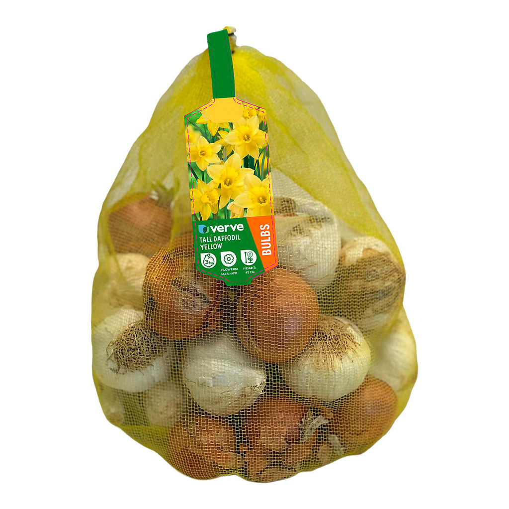 Verve Tall Daffodil Yellow Flower bulb