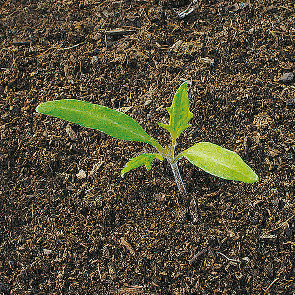 Verve Tomato 'Cherry Mix' Vegetable Seeds