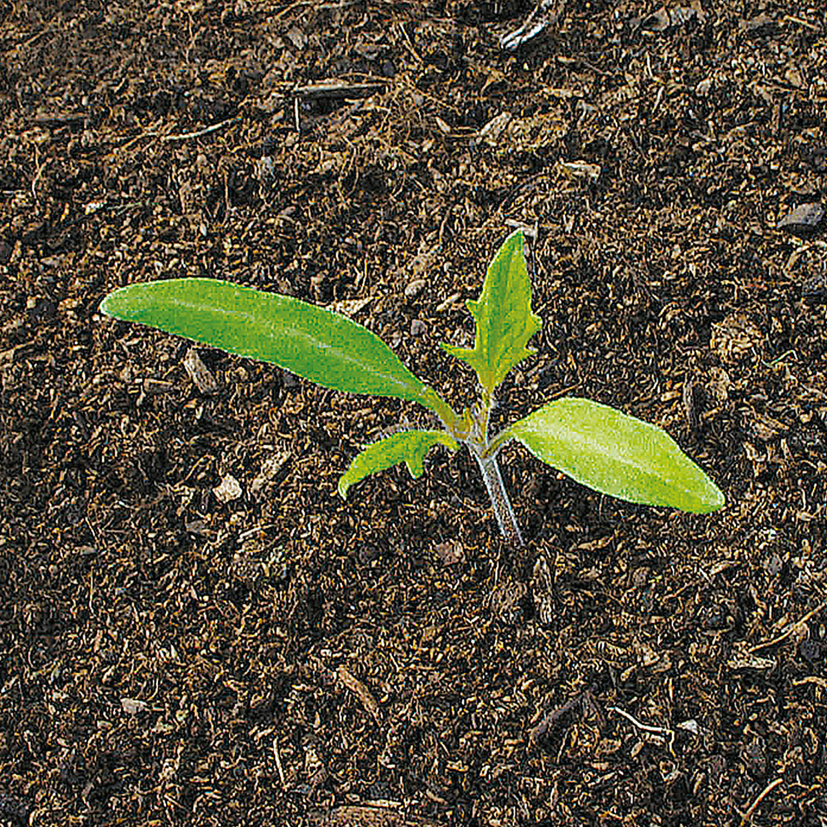 Verve Tomato 'Cherry Mix' Vegetable Seeds