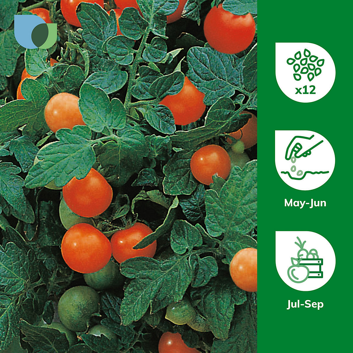 Verve Tomato 'Gartenperle Cherry' Vegetable Seeds